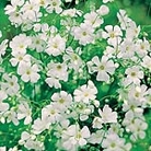 Gypsophila Elegans Alba, Covent Garden Strain Seeds Average Seeds 1250