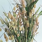 Ornamental Grasses Mixed Seeds