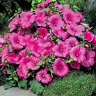 Lavatera Twins Seeds - Hot Pink