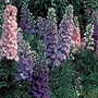 Larkspur Hyacinth-Flowered Mixed Seeds Average Seeds 340
