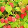 Garden netting