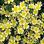 Limnanthes Douglasii Seeds