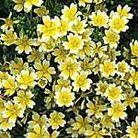 Limnanthes Douglasii Seeds
