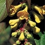 Leycesteria Crocothyrsos Seeds