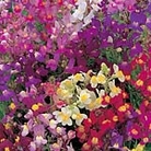 Linaria Maroccana, Fairy Bouquet Seeds