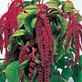 Amaranthus