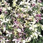 Matthiola Bicornis Evening Fragrance Seeds
