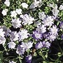 Nemophila Blackcurrant Sundae Seeds