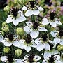 Nigella Choc Ice Seeds Average Seeds 900