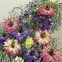 Nigella Persian Jewels Seeds Average Seeds 600
