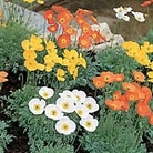 Papaver Summer Breeze F1 Seeds