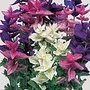 Salvia Horminum Colour Blend Seeds