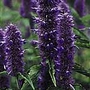 Agastache Liquorice Blue Seeds