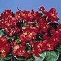 Begonia Super Olympia Seeds - Red Easicote Average Seeds 100