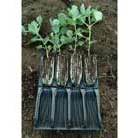 rootrainers root trainers