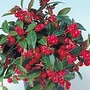 Gaulthera Very Berry Seeds