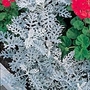 Cineraria Maritima Dwarf Silver Seeds