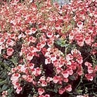 Diascia Barberae Apricot Queen Seeds