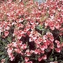 Diascia Barberae Apricot Queen Seeds