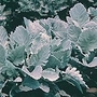 Cineraria Maritima Cirrus Seeds