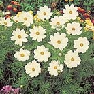 Cosmos Sonata White Seeds