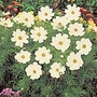 Cosmos Sonata White Seeds Average Seeds 60