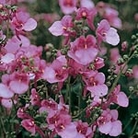 Diascia Barberae Pink Queen Seeds