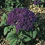 Heliotrope Mini Marine Seeds