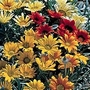 Gazania Talent Mixed Seeds Average Seeds 25