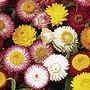 Helichrysum Dwarf Chico Mixed Seeds