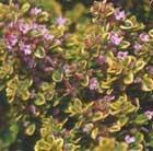 thyme