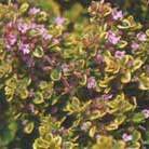 thyme