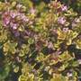 thyme