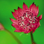 masterwort