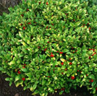 Japanese skimmia (female)