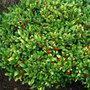 Japanese skimmia (female)