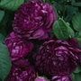 rose Cardinal de Richelieu (gallica)