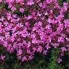 thyme