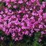 thyme