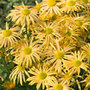 chrysanthemum