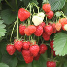 strawberry   mid season fruiting