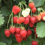 strawberry   mid season fruiting