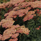 yarrow