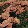yarrow