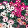 Mesembryanthemum Criniflorum (Livingstone Daisy) Seeds Average Seeds 1650