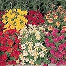 Mimulus Magic F1 Seeds Average Seeds 110