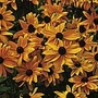 Rudbeckia Marmalade Seeds