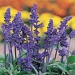 Salvia Farinacea Victoria Seeds
