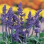 Salvia Farinacea Victoria Seeds