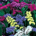 Statice Sinuata 'Everlasting' Formula Mixture Seeds Average Seeds 110